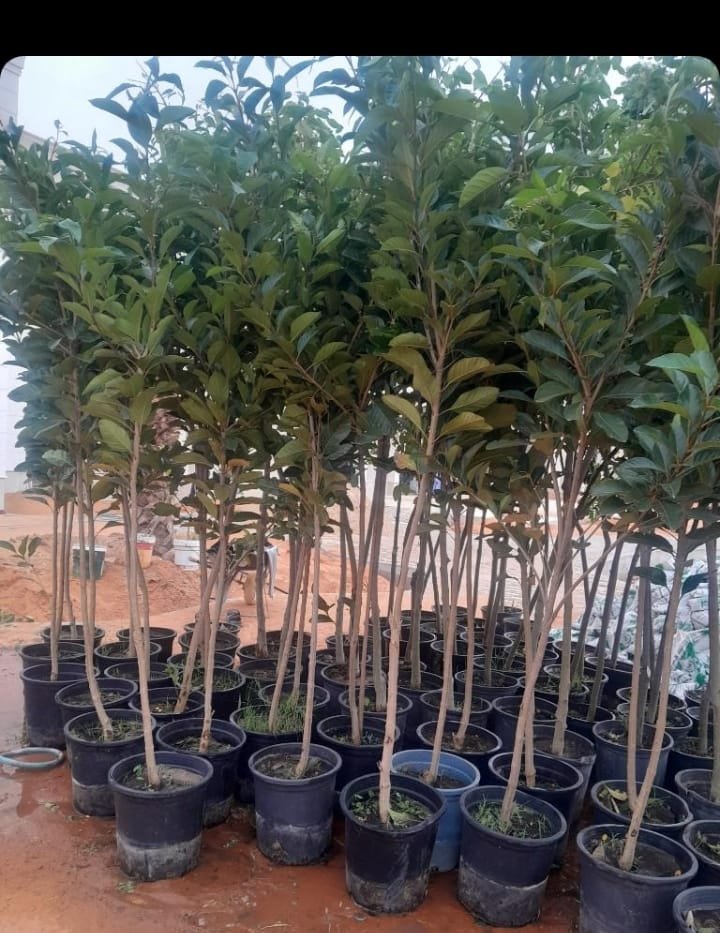 عمل تنسيق حدائق
